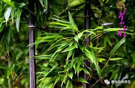 家裡種竹子